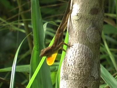 The Herculean Feats Of Strength Of The Anolis Opalinus Lizard Get Some Answers